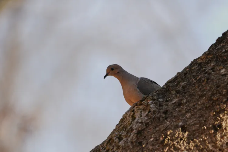 Alpena council back’s Alpena’s Bird City Michigan designation